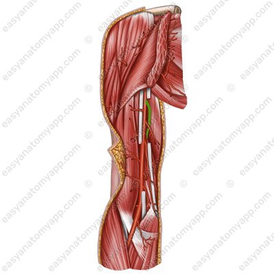 Profunda brachii artery (arteria profunda brachii)